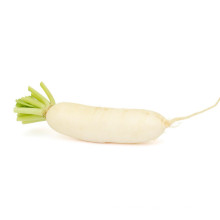 2021 New Harvest Fresh White Radish Export Chinese Fresh White Radish